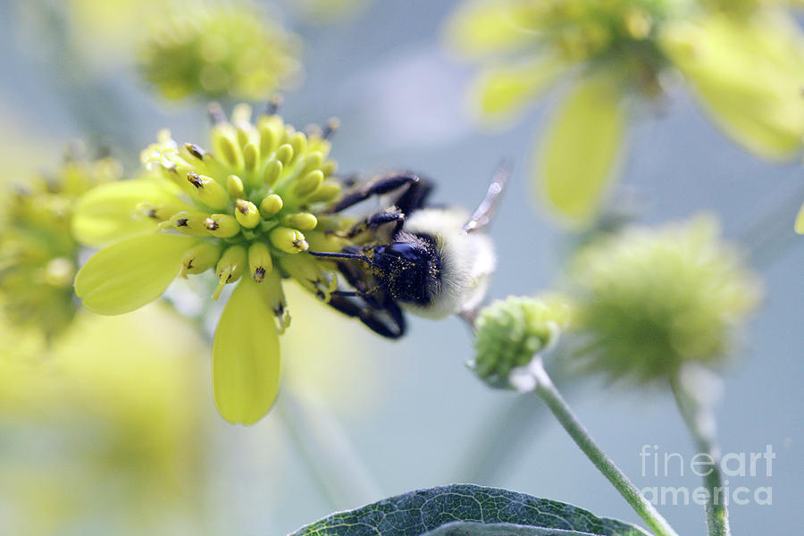 Bee-sy Bee Photograph