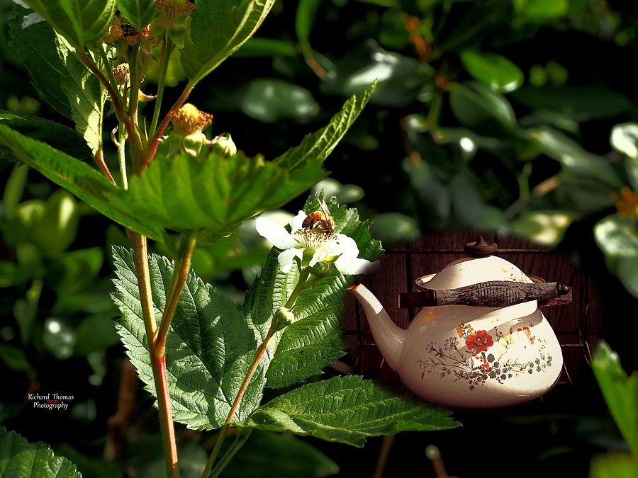 Bee Tea Garden Photograph by Richard Thomas