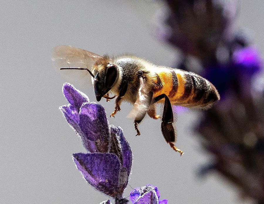 Bee the Lavender Photograph by Joe Schofield
