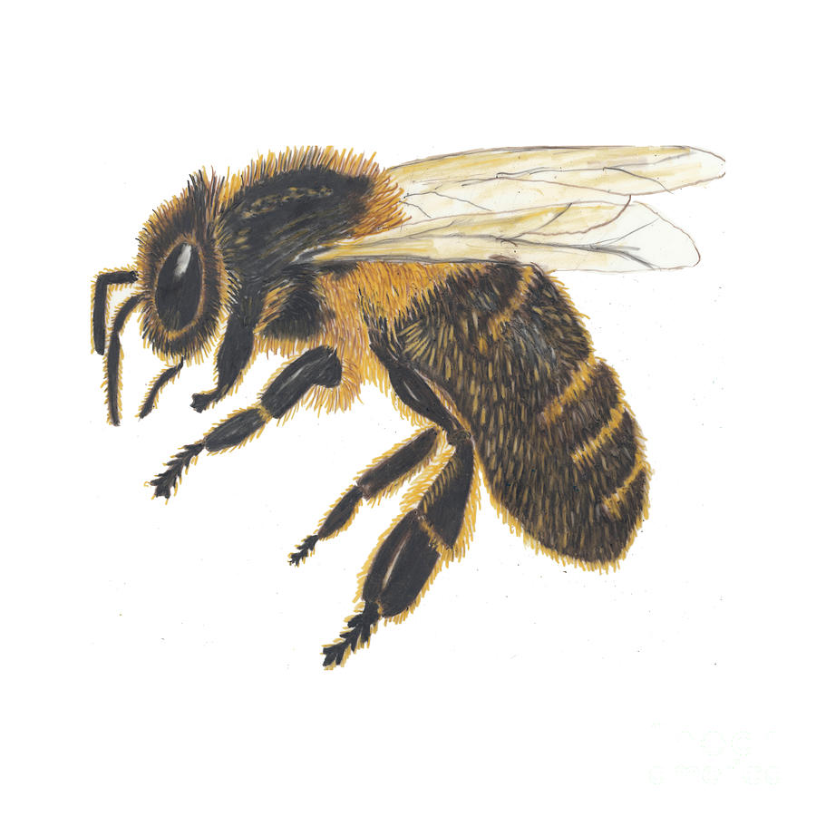 Bee Thoughtful Drawing by Conni Schaftenaar