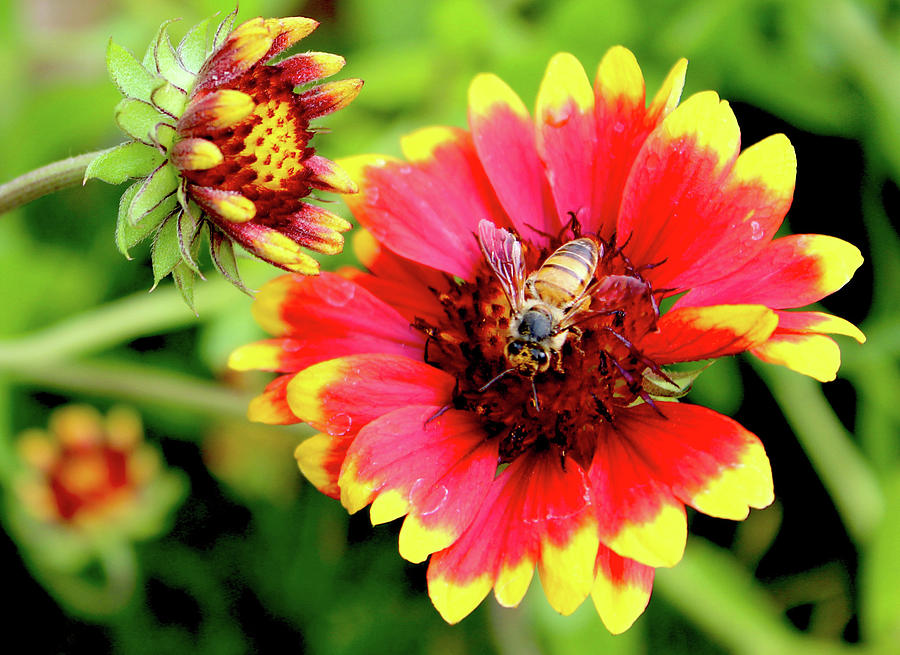 Bee-utiful Photograph by Cheryl Prather