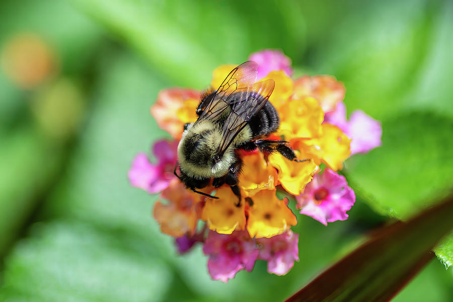 Bee-Utiful Photograph by John Kirkland