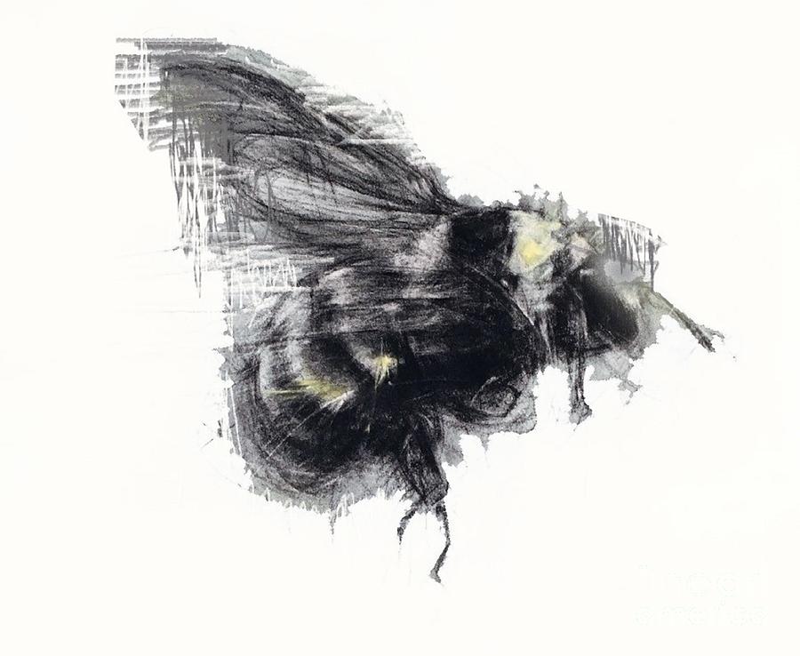 Bee Drawing by Vesna Antic