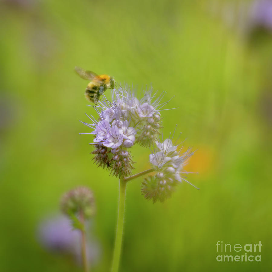 Bee visiting flowers Photograph by Anne Haile Fine Art America