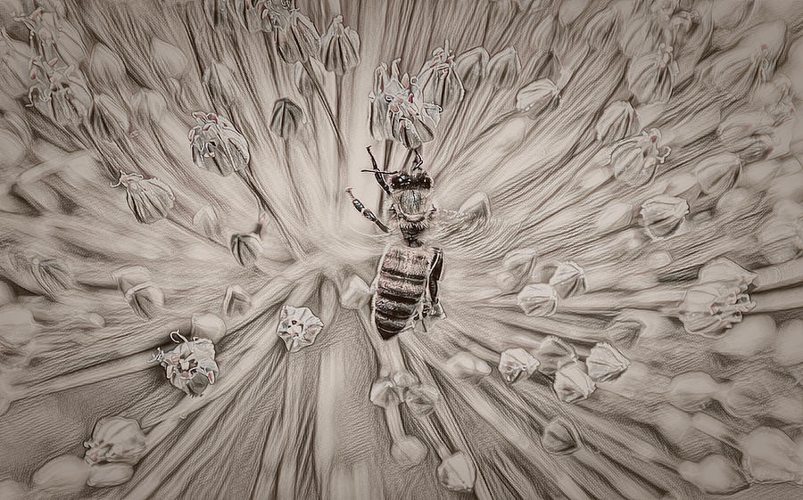 Bee Visiting Flowers Sepia Digital Art Digital Art