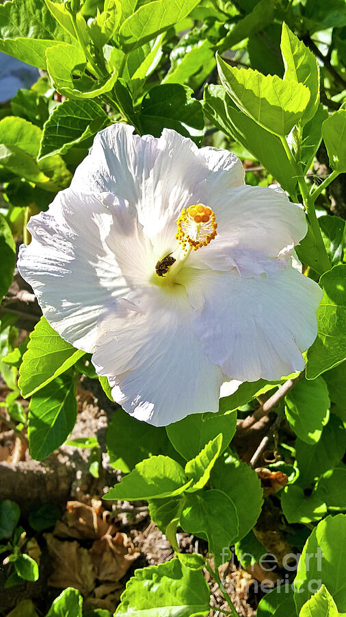 Bee Visiting White Hibiscus Photograph