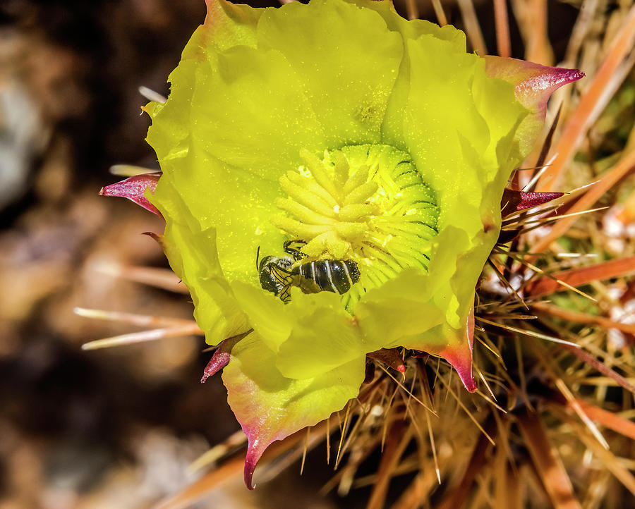 Bee Yellow Blossom Cholla Cactus Sonora Desert Museum Tucson Ari