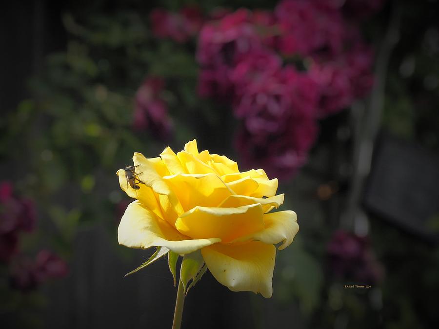 Bee Yellow Rose Photograph by Richard Thomas