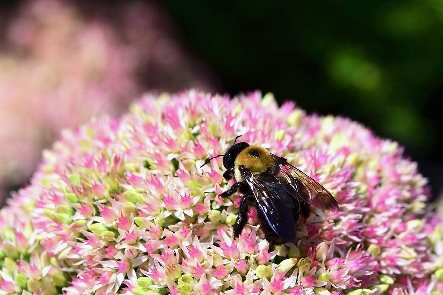 Bee-youtiful Photograph by Lynn Hunt
