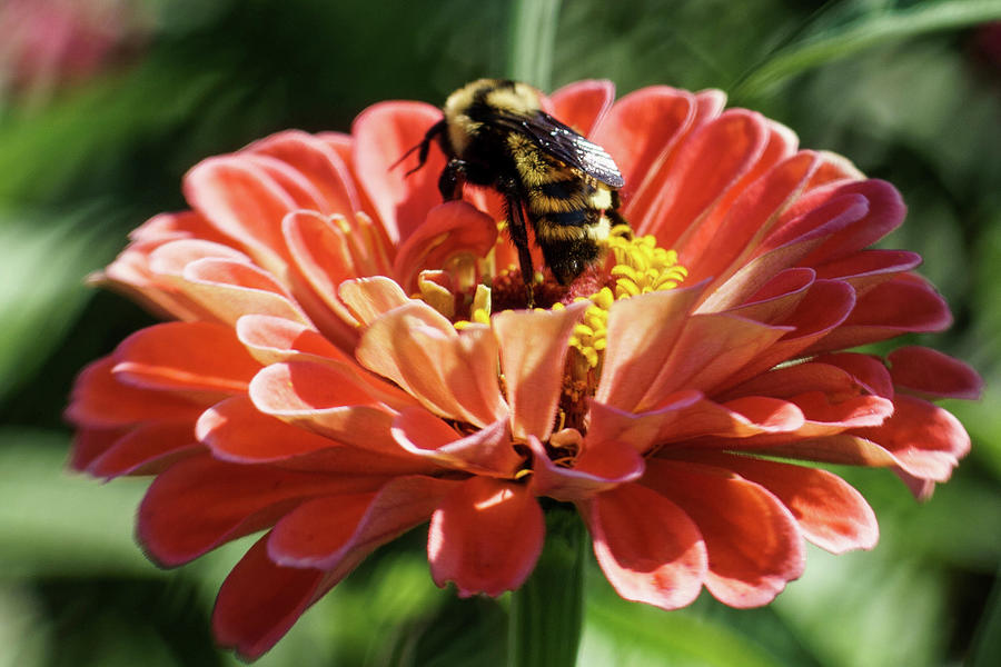 Bee Zinnia Photograph by Kimberly Mackowski
