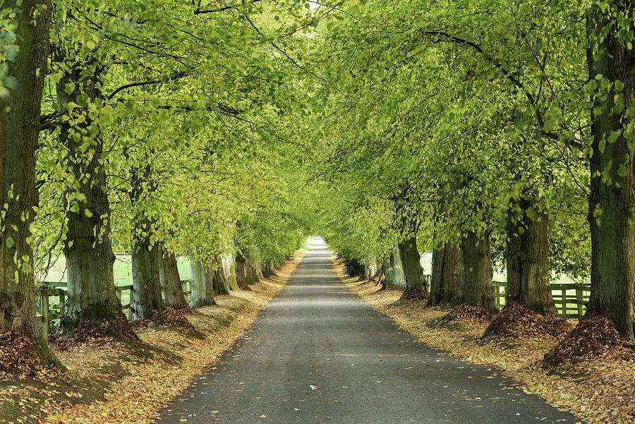 Beech Avenue, Cotswolds, England, UK Photograph by Sarah Howard