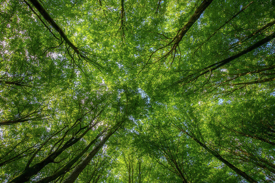 Tree Photograph - Beech Forest Canopy by Nicklas Gustafsson