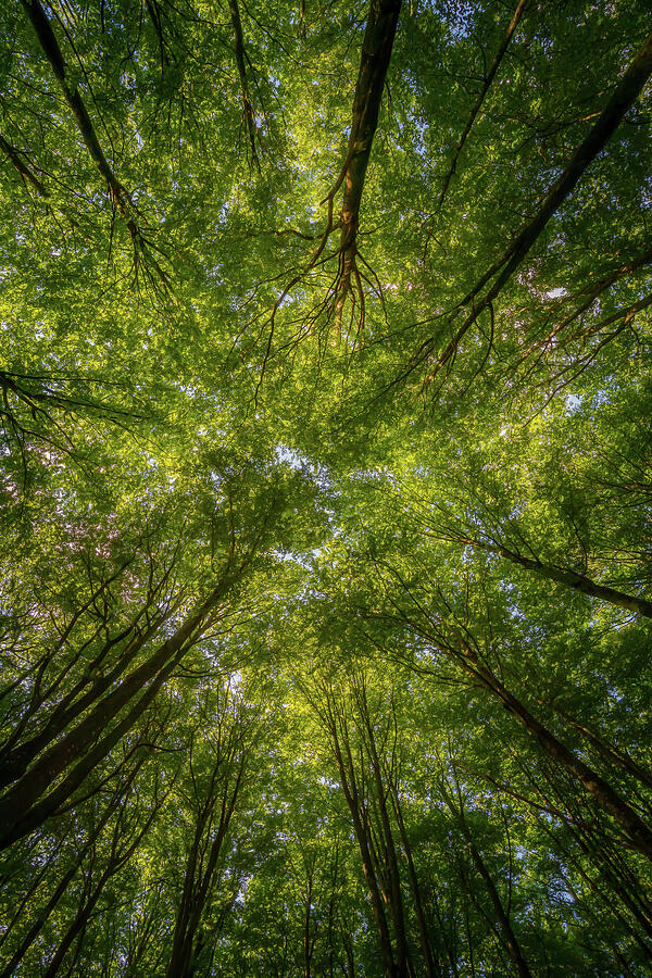 Beech Forest Canopy - Vertical Photograph by Nicklas Gustafsson