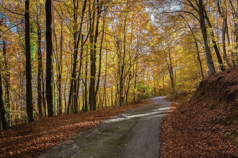 Beech forest in the middle of autumn Photograph by Jordi Carrio Jamila