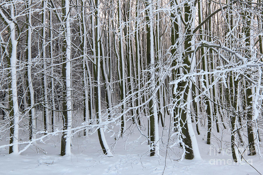 Beech Forest In Winter - Bare Tree Branches Covered With Snow Photograph
