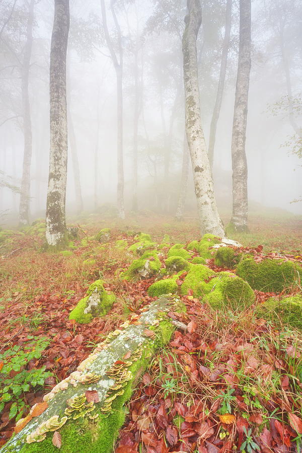 Beech Forest Photograph by Natura Argazkitan