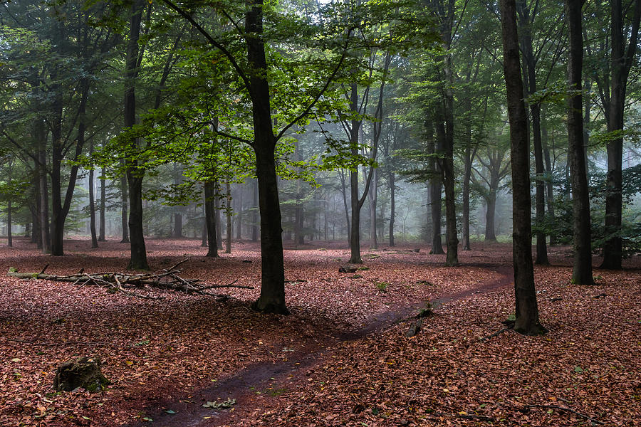 Beech Forest Photograph by William Mevissen