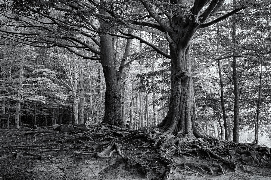 Roots of Montseny in B/W - C1509-2774-BW Photograph by Jordi Carrio Jamila