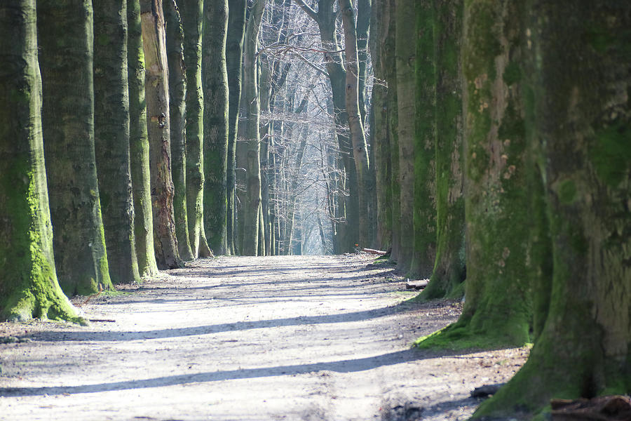 Beech lane in the forest, beukenlaantje in het bos - Fagus sylvatica ...