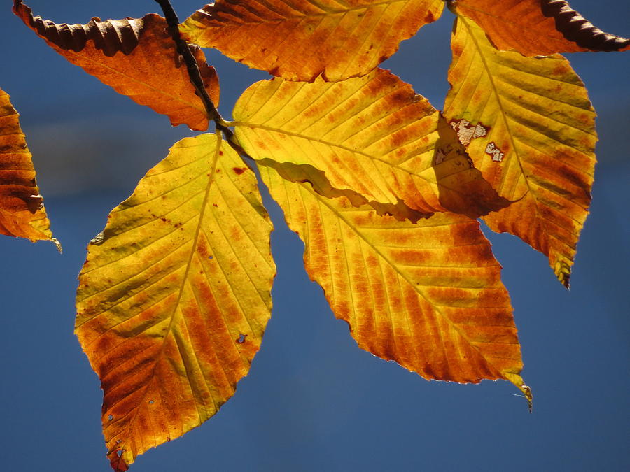 Beech Leaves - #20340 Photograph by StormBringer Photography