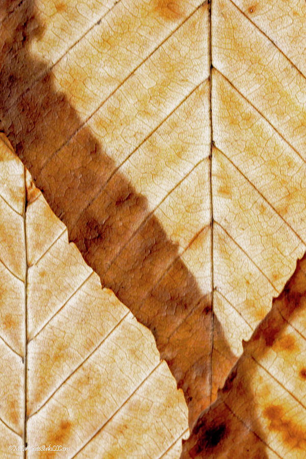 Beech Leaves Photograph by LeeAnn McLaneGoetz McLaneGoetzStudioLLCcom