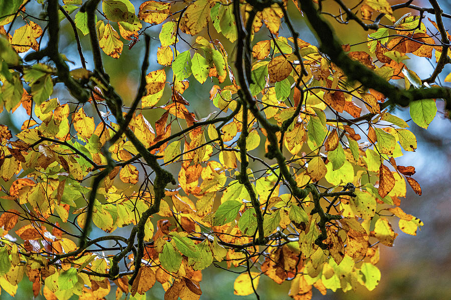 Beech Leaves Photograph by Rob Hemphill