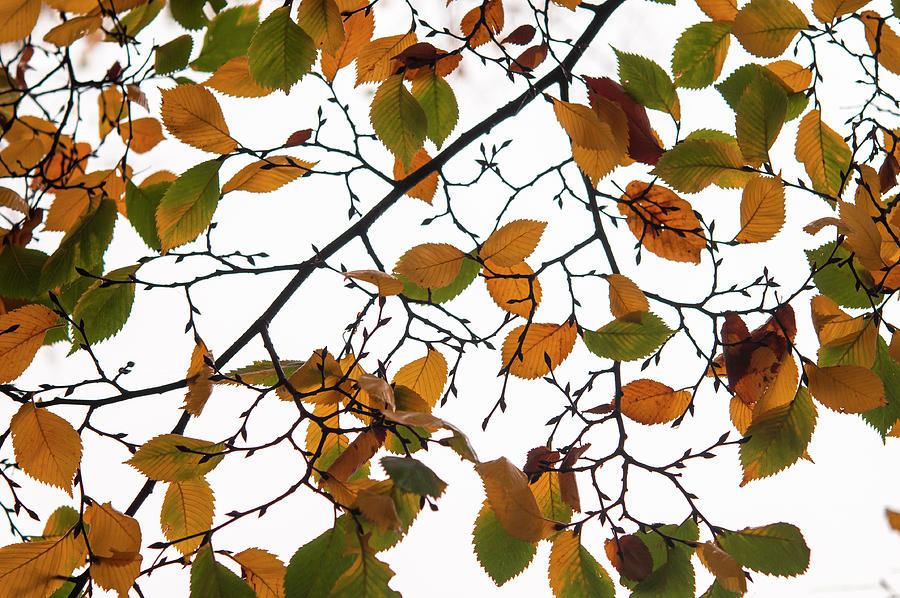 Beech Tree Autumnal Foliage Photograph by Jenny Rainbow