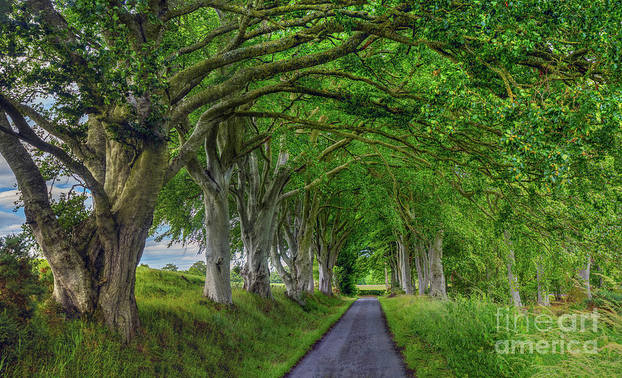 Beech Tree Avenue Nature Arcade Photograph by OBT Imaging