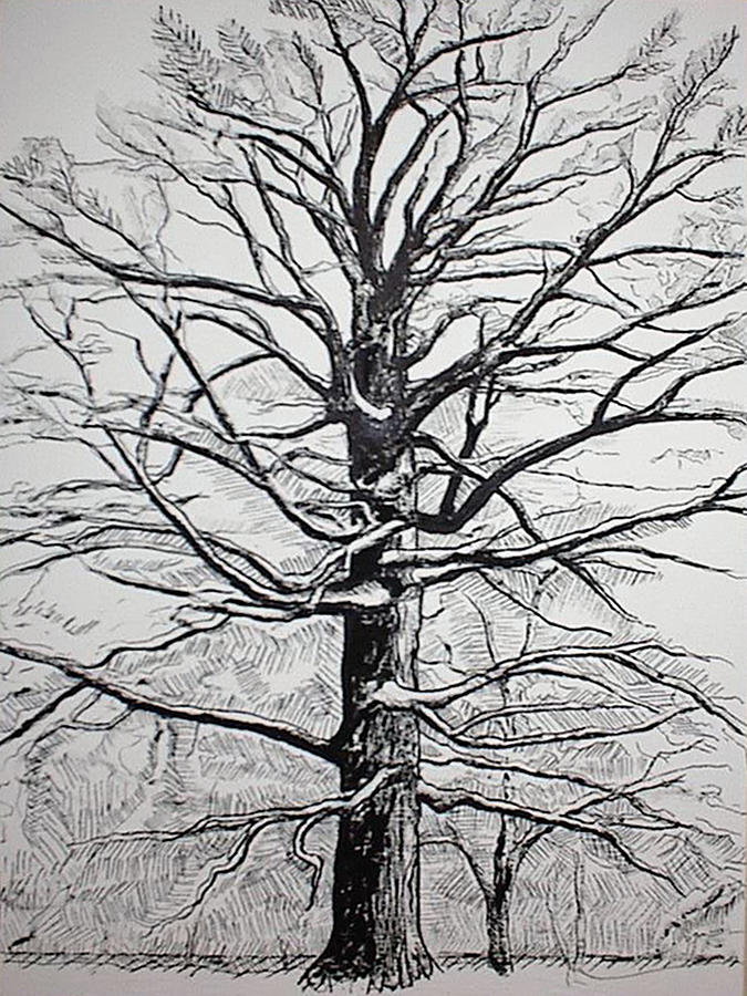 Beech Tree Drawing Painting by Daniel Gale