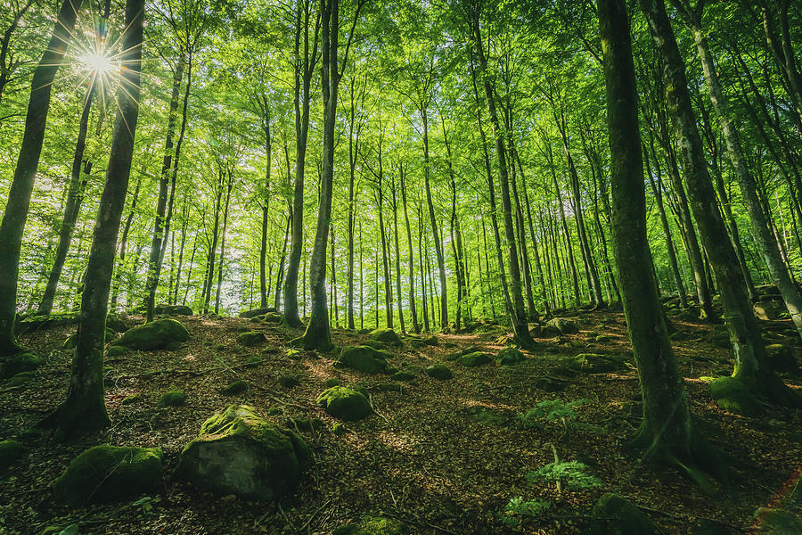 Beech Tree Forest In Sunlight - Matte Version Photograph by Nicklas Gustafsson