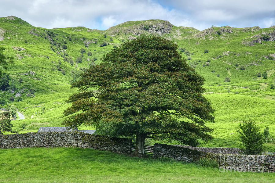 Beech tree, Great Langdale Photograph by Pics By Tony