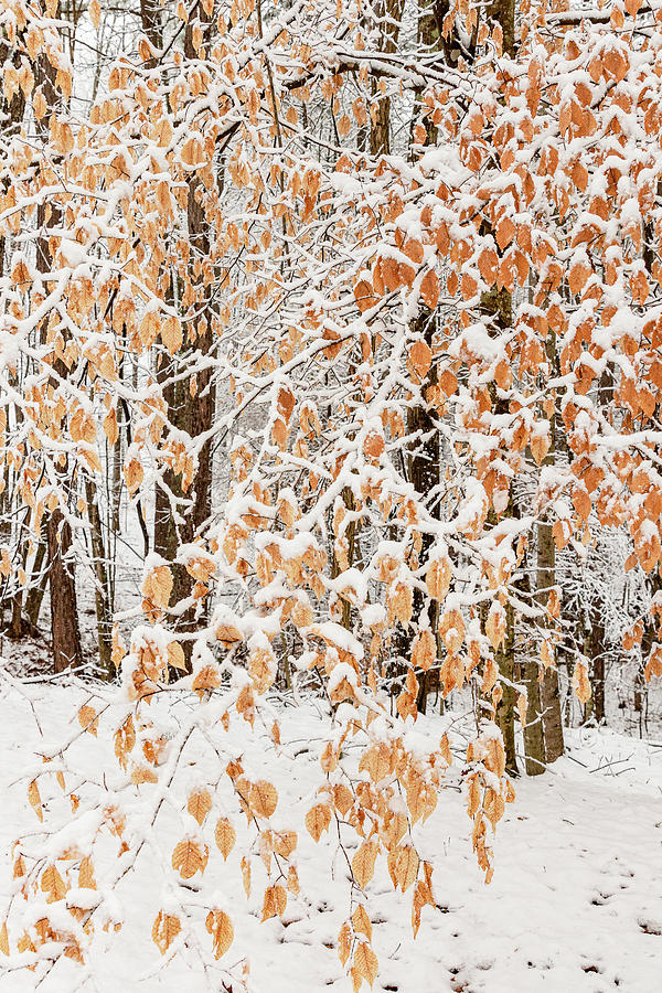 Beech Tree in the Snow Photograph by Joni Eskridge