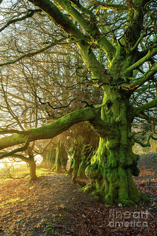 Beech Trees at Sunrise on Martinsell Hill Wiltshire Photograph by Tim Gainey