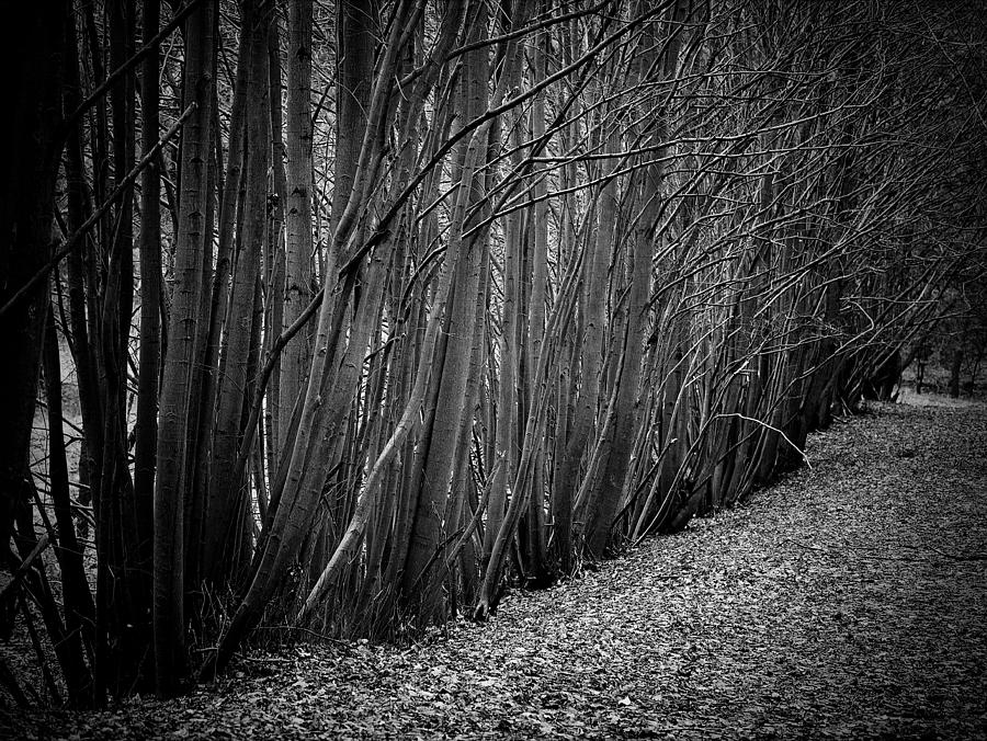 Beech trees in Black and White Photograph by Rudy Umans