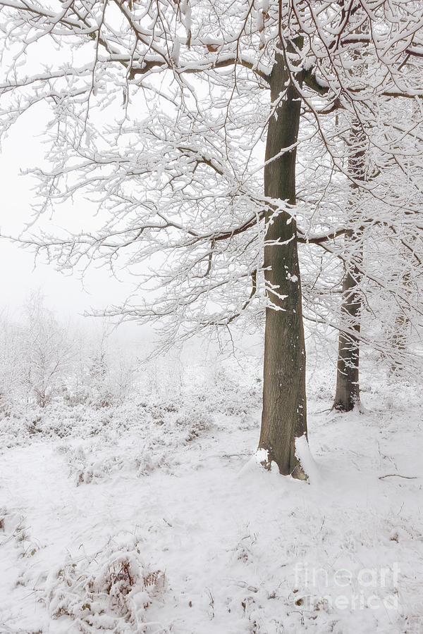 Beech Trees in the Snow Photograph by Ann Garrett