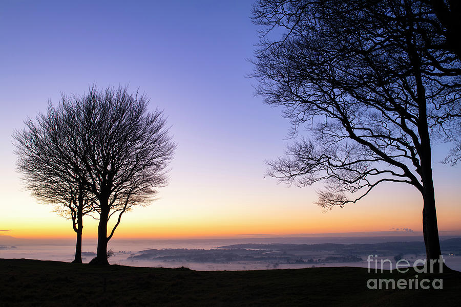 Beech Trees on Roundway Hill at Sunset Wiltshire Photograph by Tim Gainey