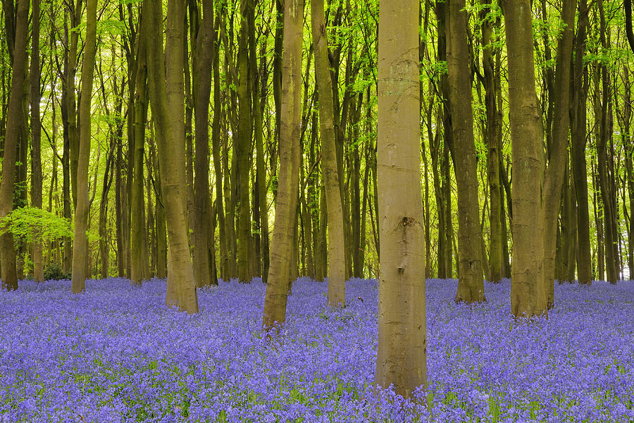 Beech woodland with bluebell carpet Photograph by Stu Meech