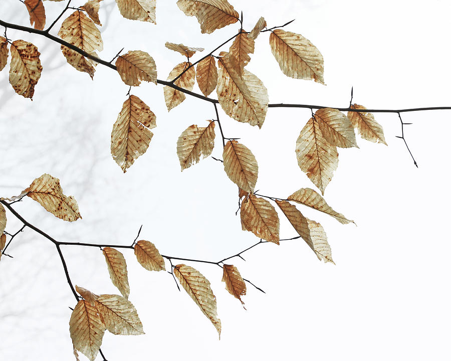 Beech Leaves - Winter Sky Photograph by Decoris Art