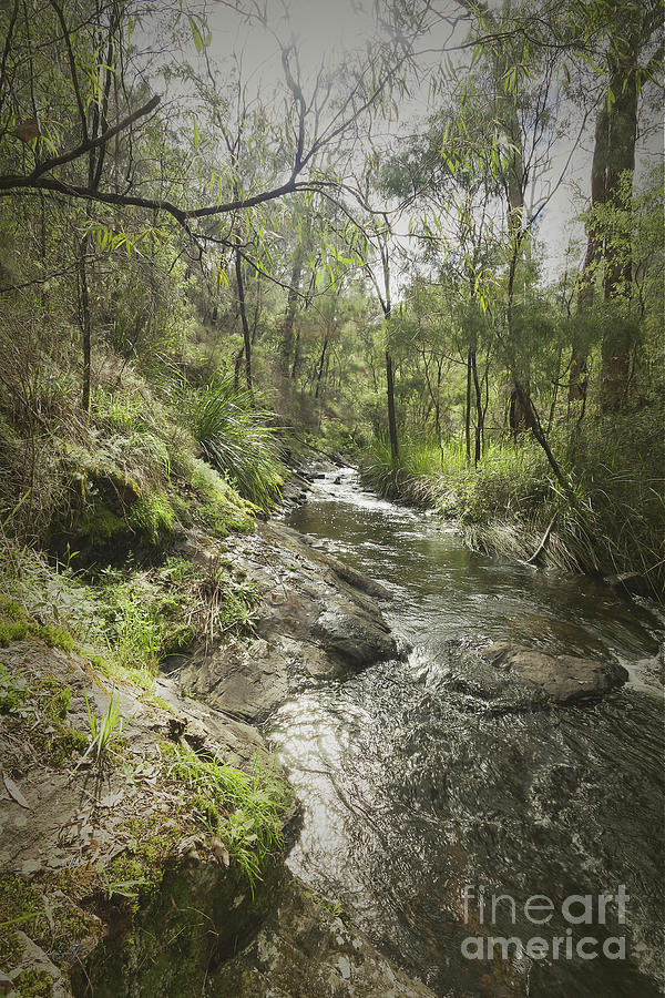 Beedelup Falls, Pemberton, Western Australia #5 Photograph by Elaine Teague