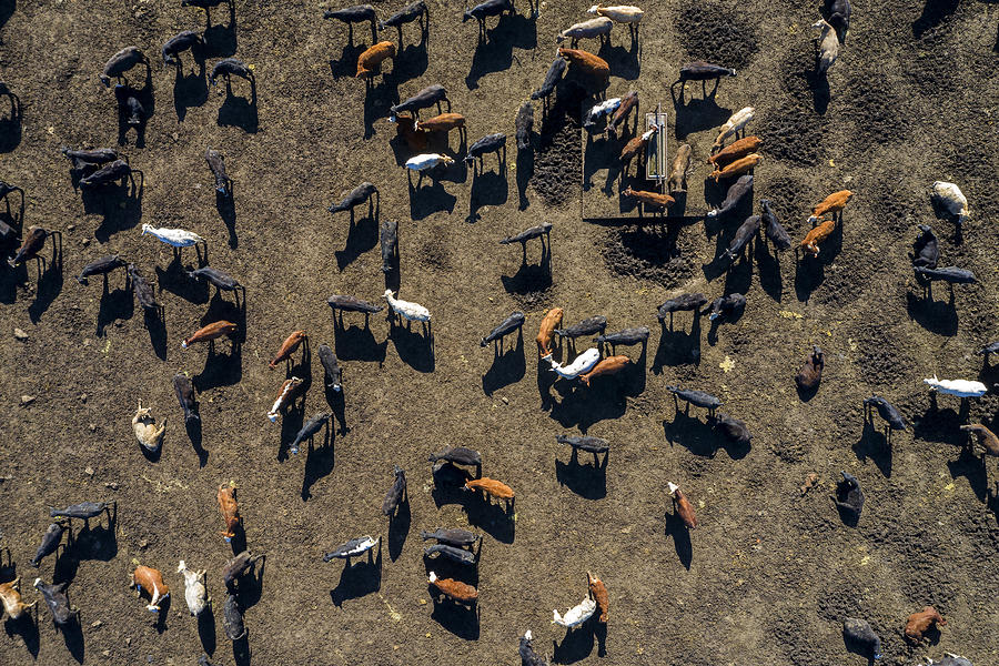 Beef Cattle From Above Photograph by Bim