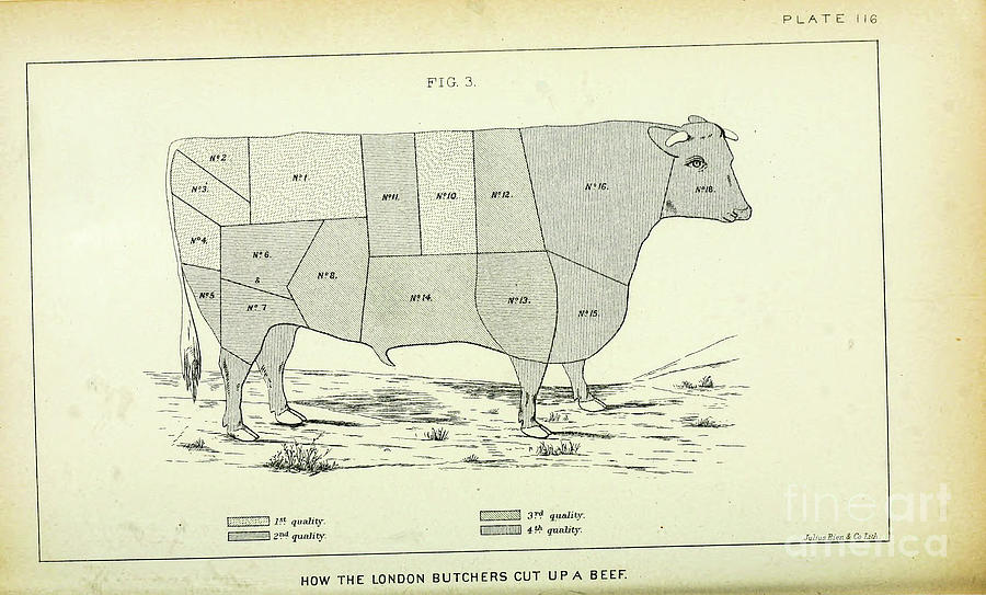 Beef cuts chart London Butchers q1 Photograph by Historic illustrations ...