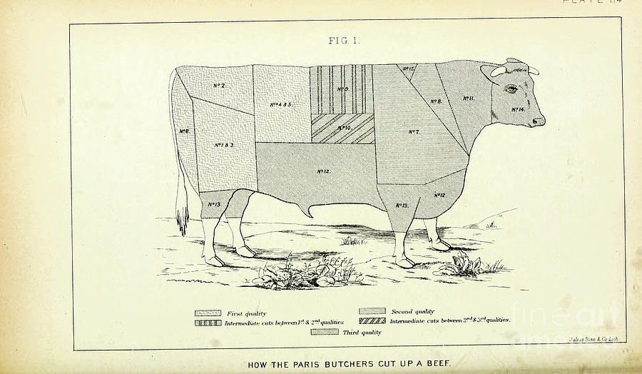 Beef cuts chart Paris Butchers q1 Photograph by Historic illustrations