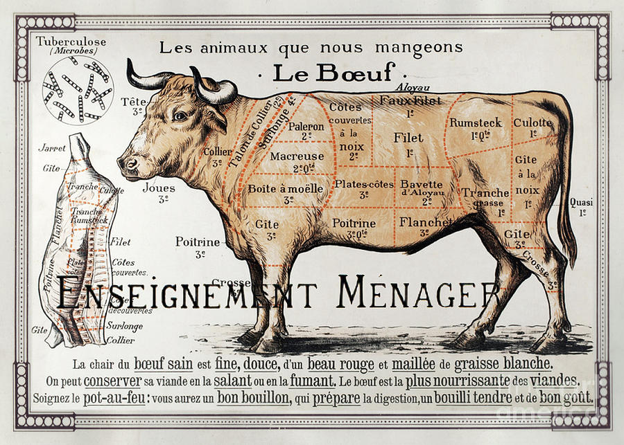 Beef cuts vintage Drawing by Delphimages Photo Creations