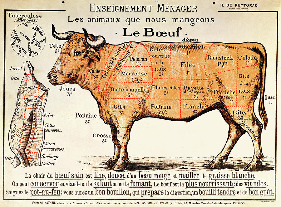 Vintage Drawing - Beef by French School