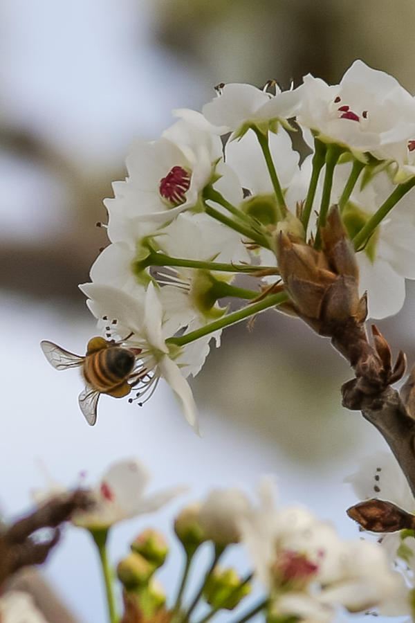 Beehind on a Blossom Photograph by Bonny Puckett