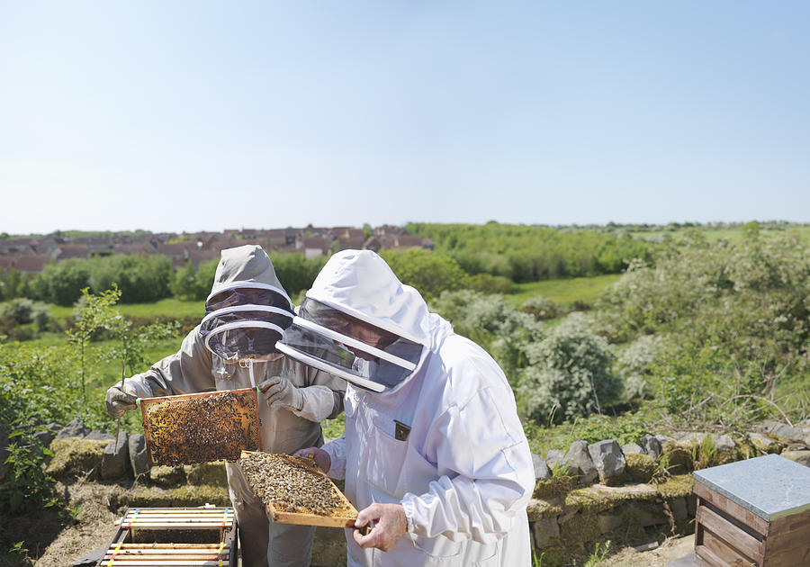 Beekeepers inspect honey combs Photograph by Monty Rakusen