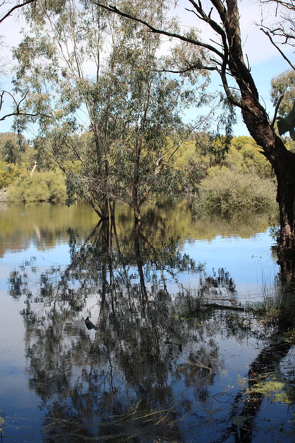 Beeliar Reflections Photograph by Michaela Perryman - Fine Art America