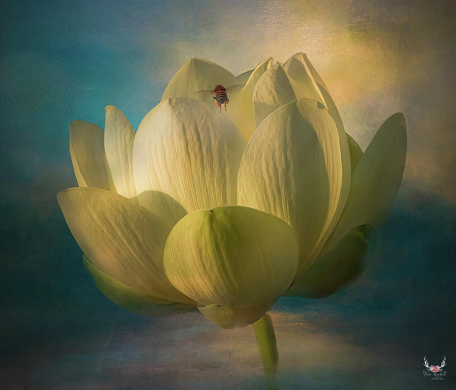 Beeline to Lotus Photograph by Pam Rendall
