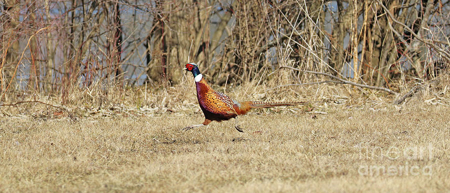 Beep Beep Pheasant  2115 Photograph