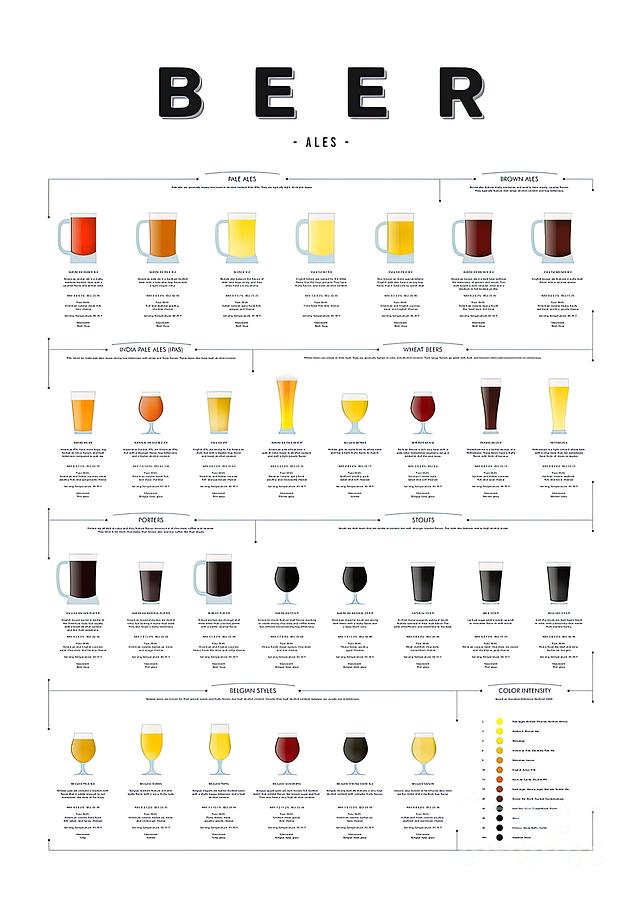 Beer types chart Ales Painting by Owen Kennedy - Fine Art America